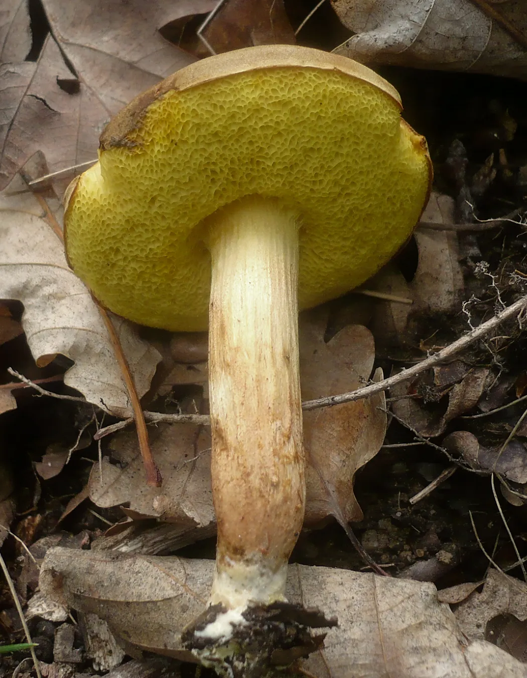 Xerocomus