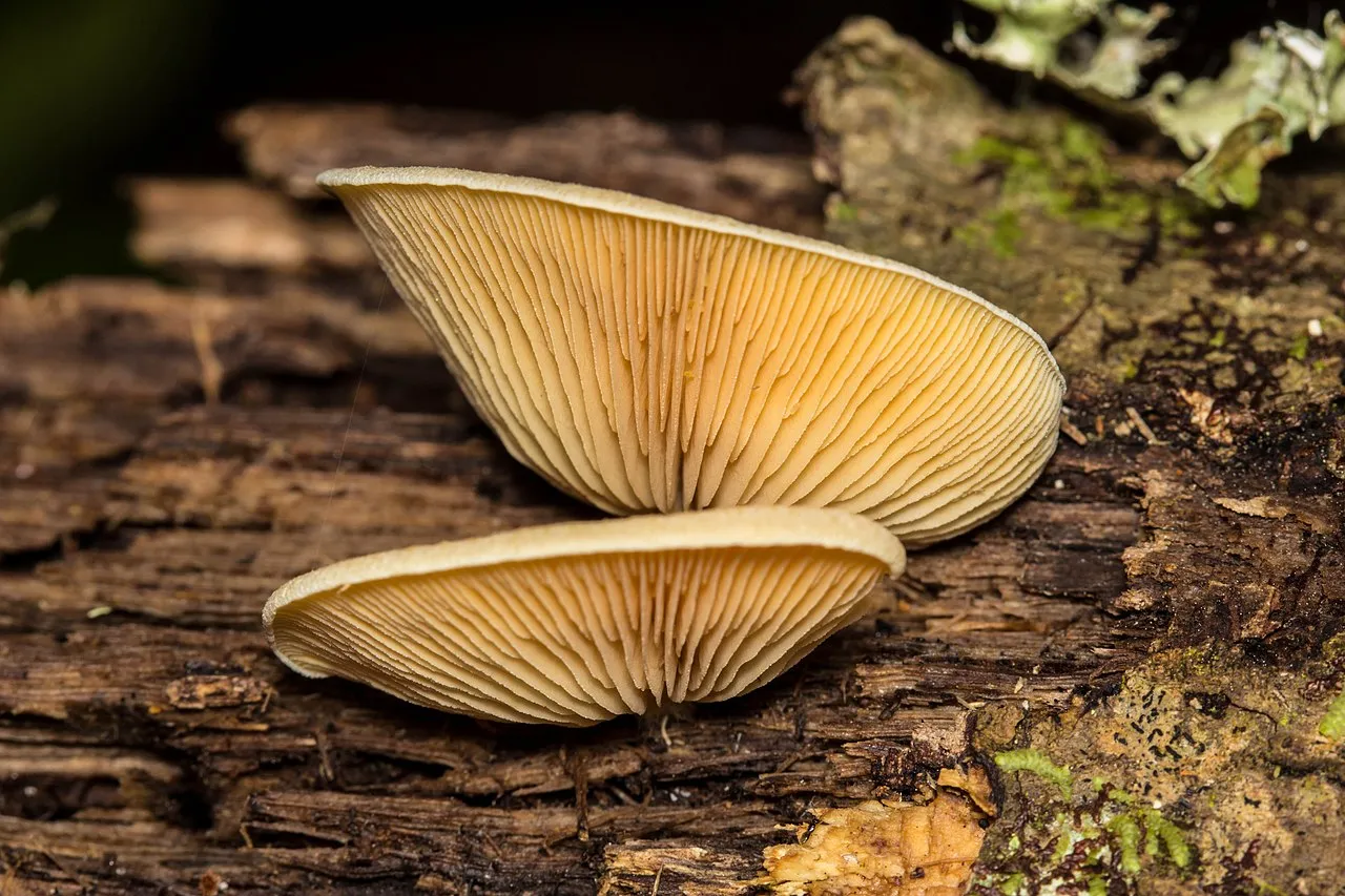 Crepidotus crocophyllus