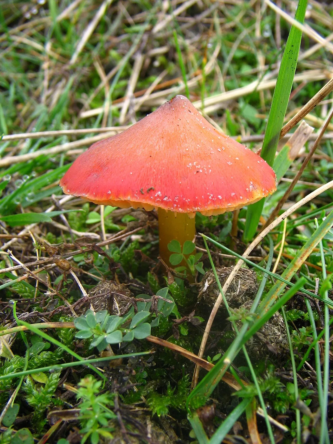Hygrocybe