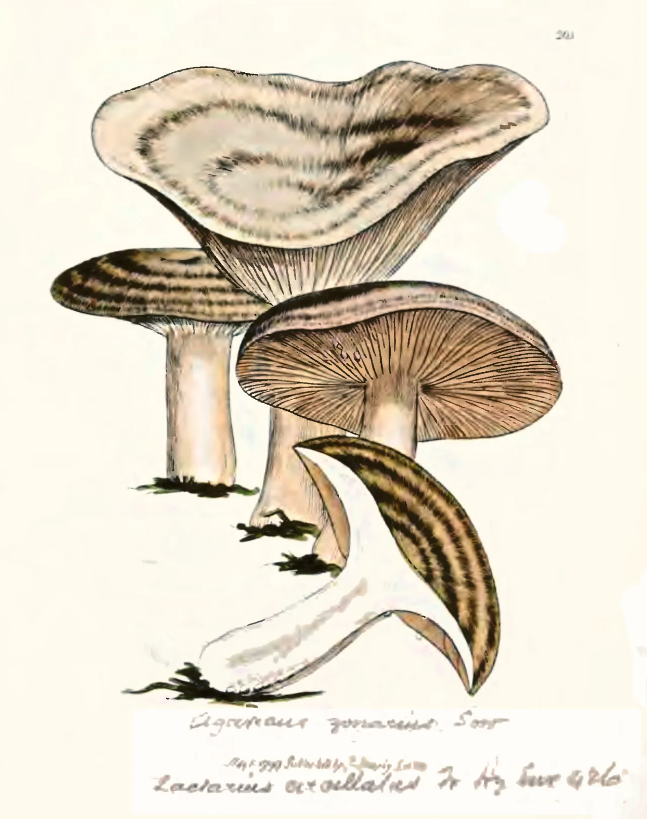 Lactarius circellatus