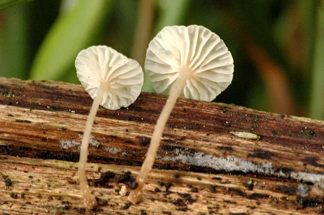 Collybiopsis ramealis