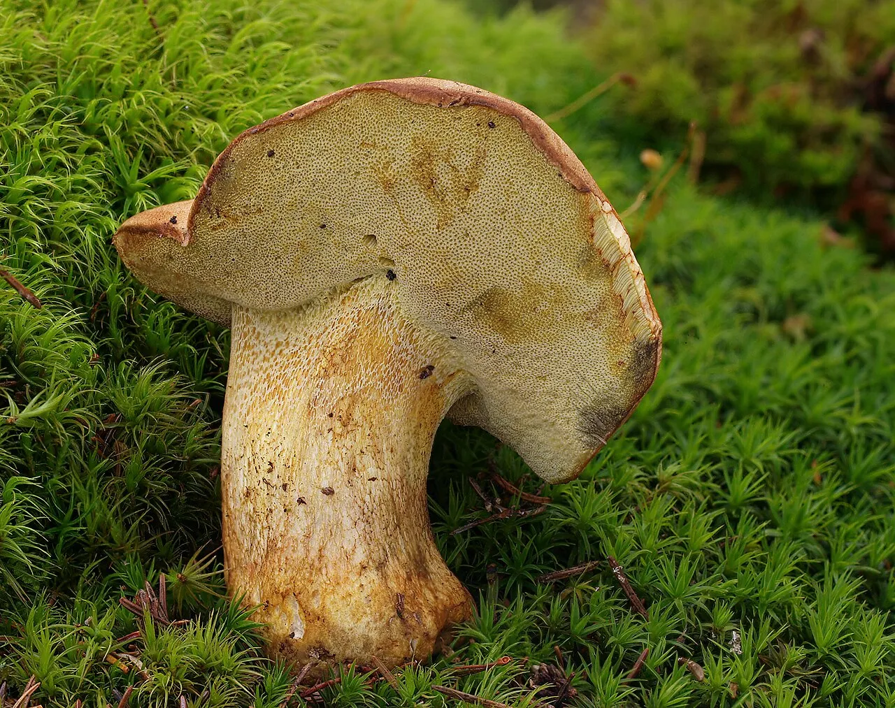 Butyriboletus