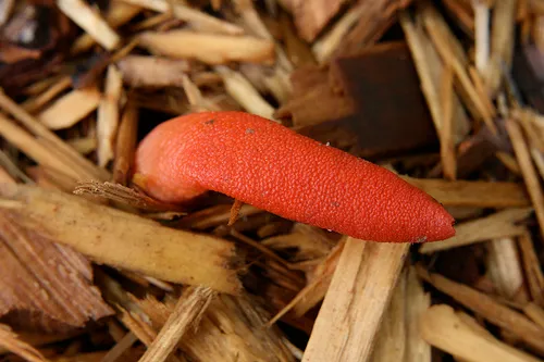 Mutinus