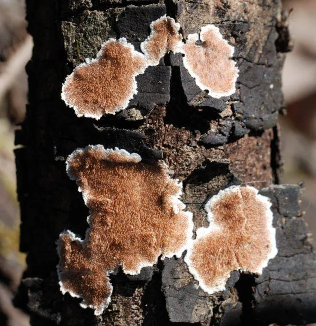 Etheirodon fimbriatum