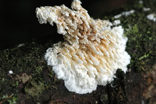 Hyphodontia