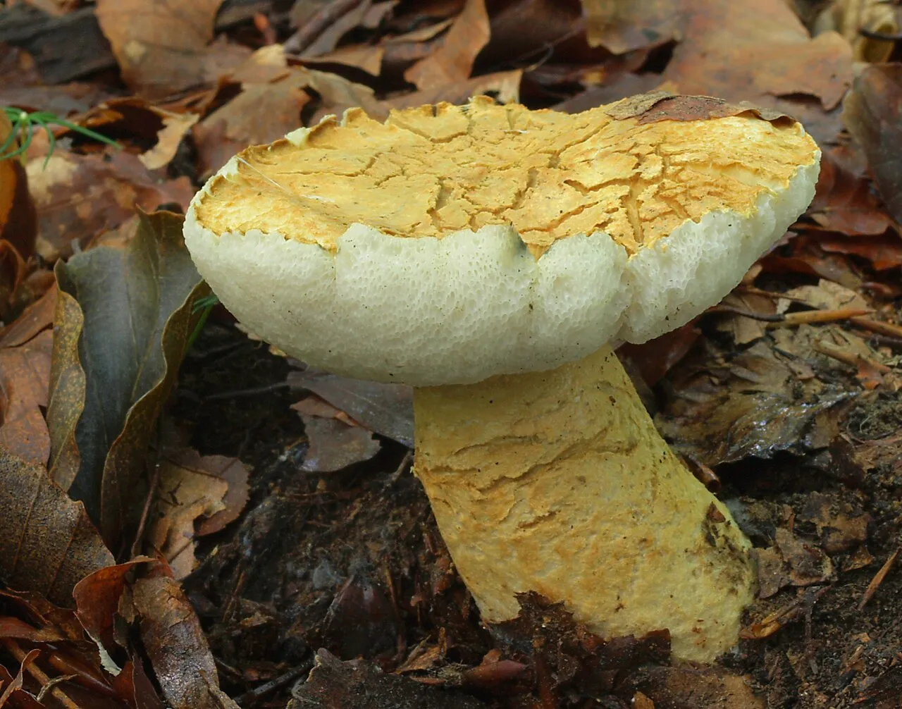 Gyroporus