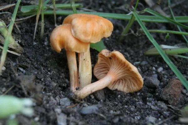 Pieprznik pomarańczowy