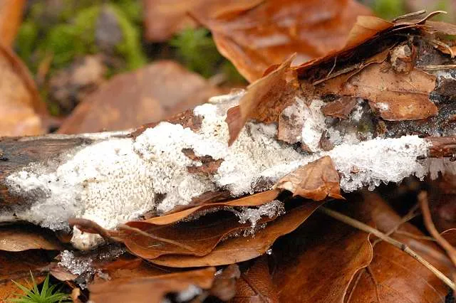 Trechispora