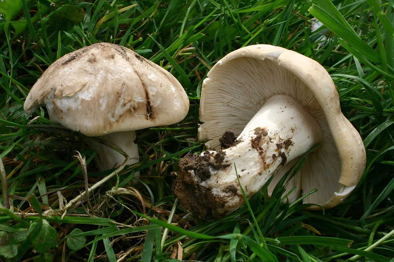 Majówka wiosenna