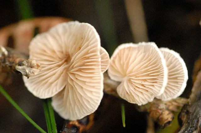 Crepidotus