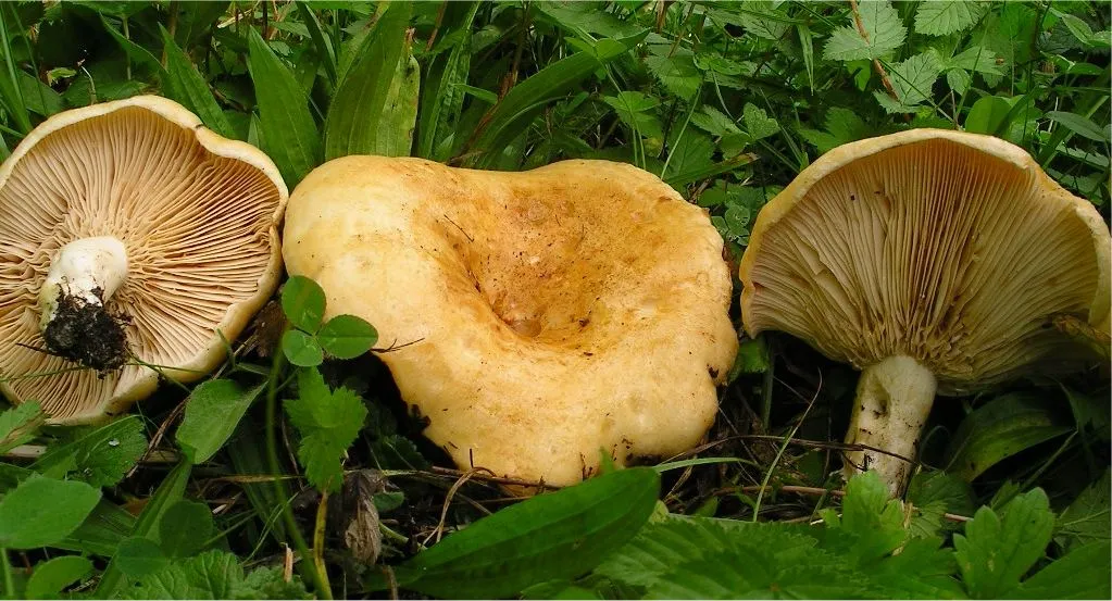 Lactarius acerrimus