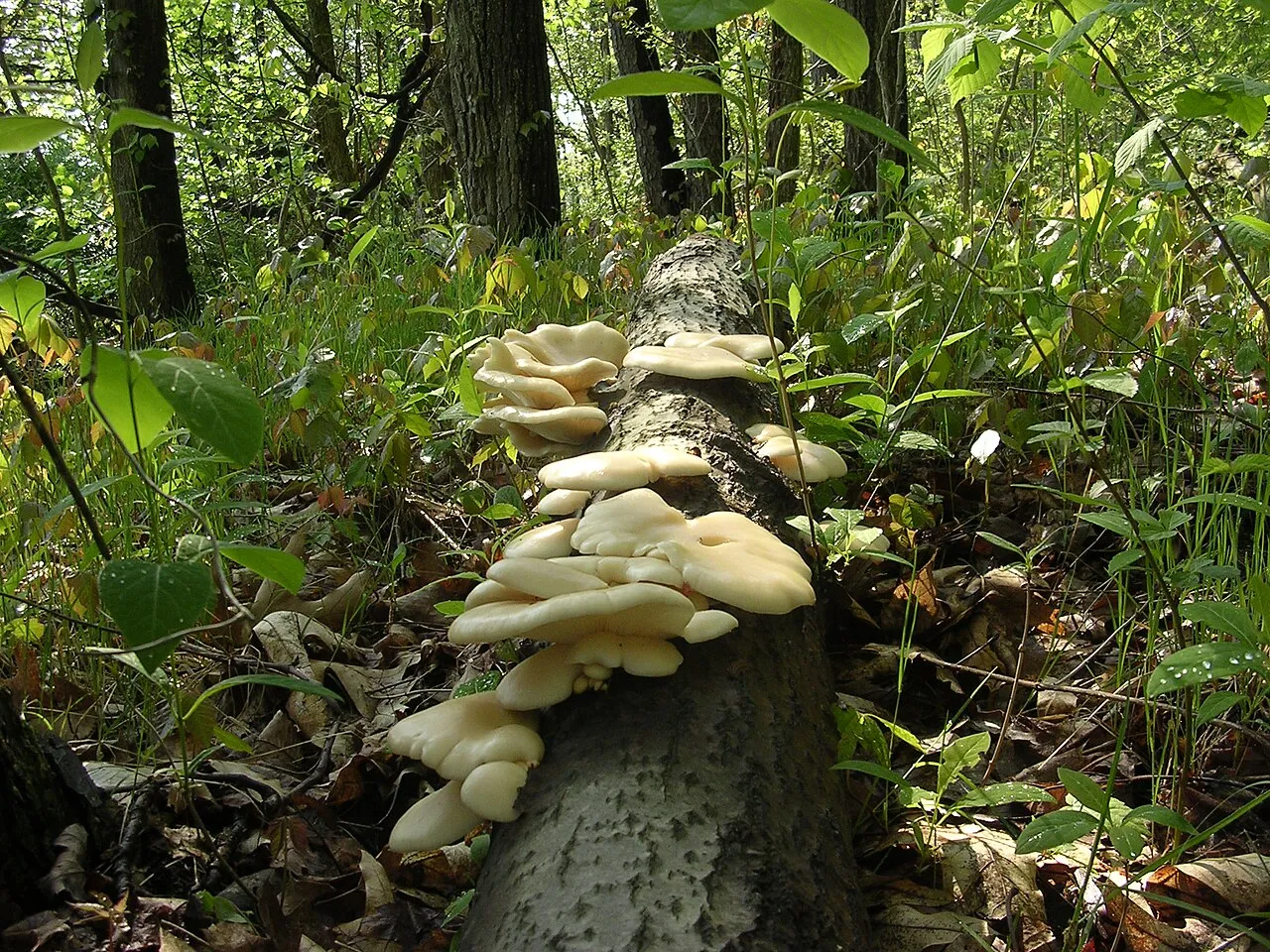 Pleurotus populinus