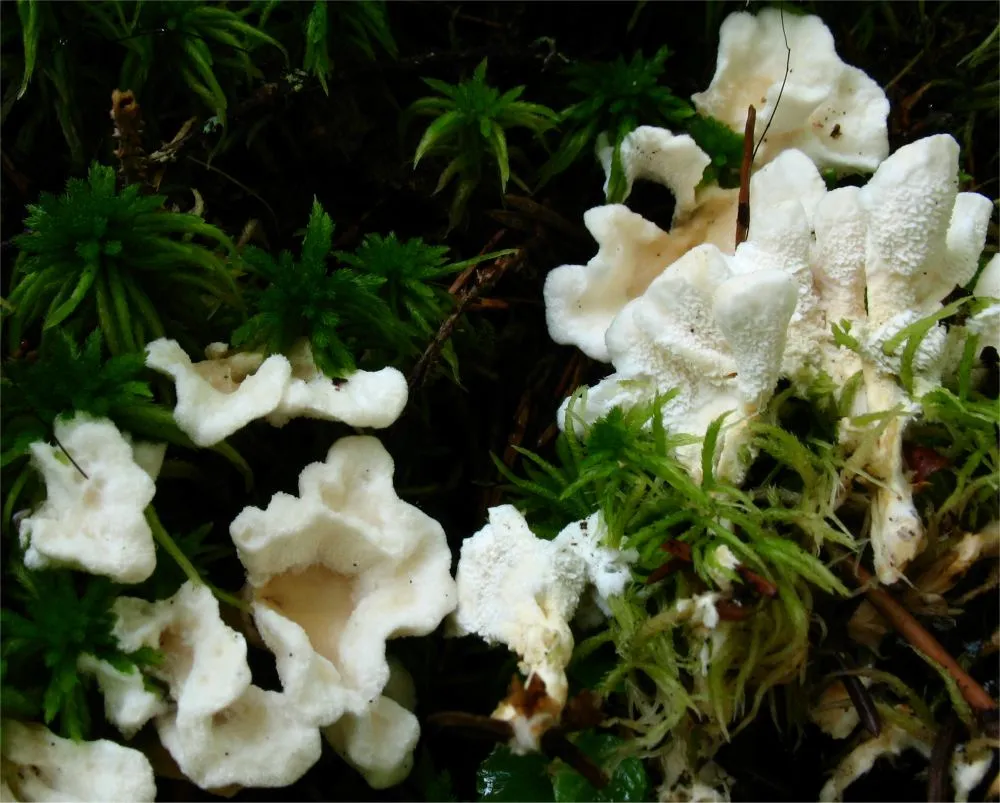Sistotrema