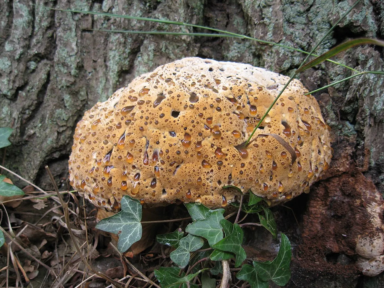 Pseudoinonotus