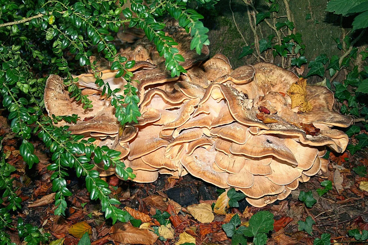 Meripilus