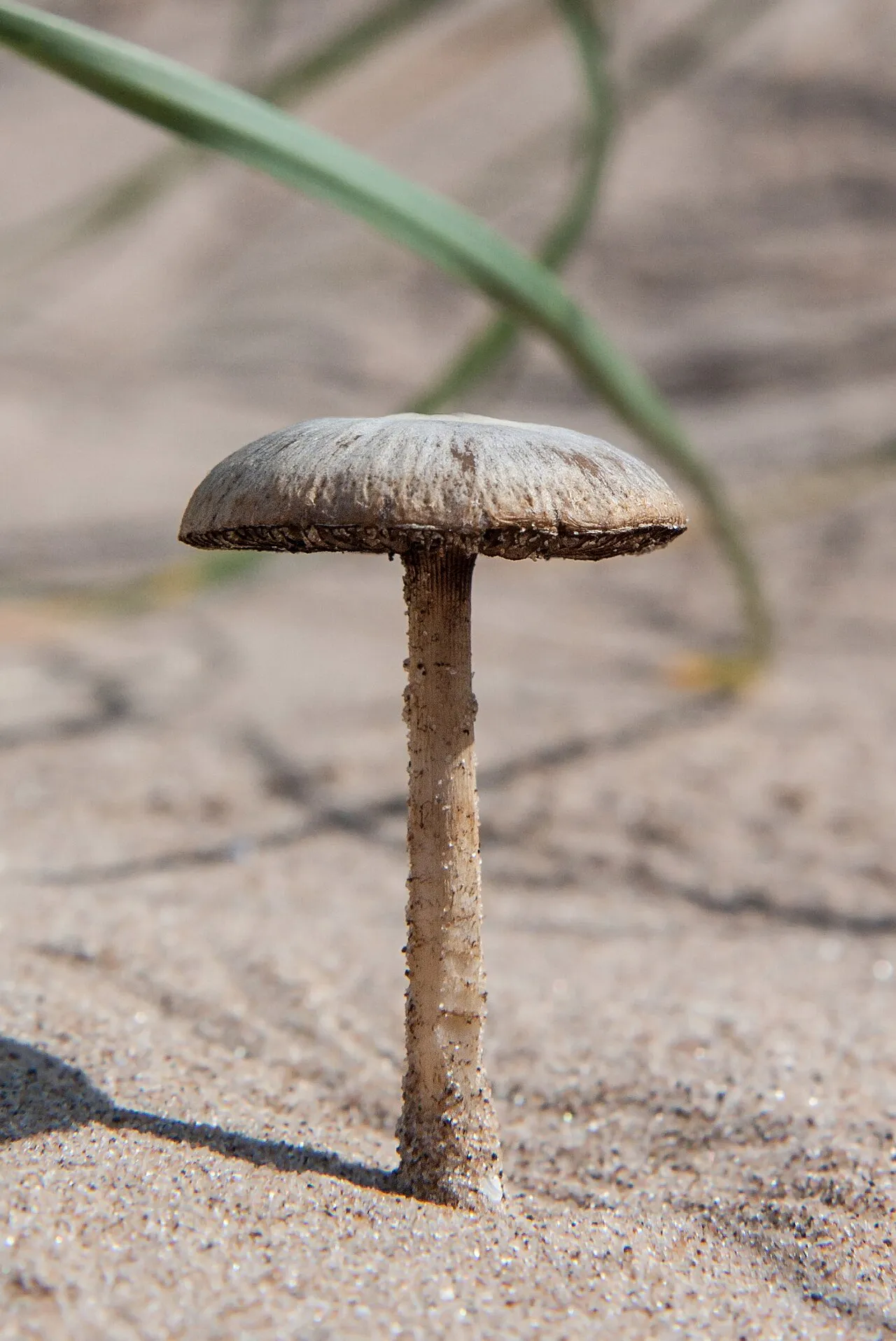 Kruchaweczka piaskowa