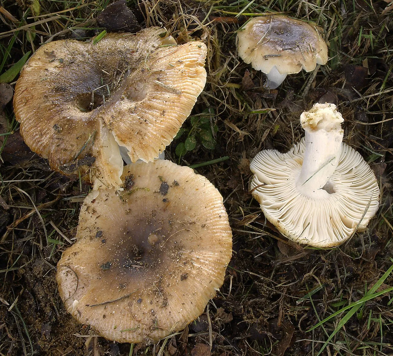 Russula pectinatoides