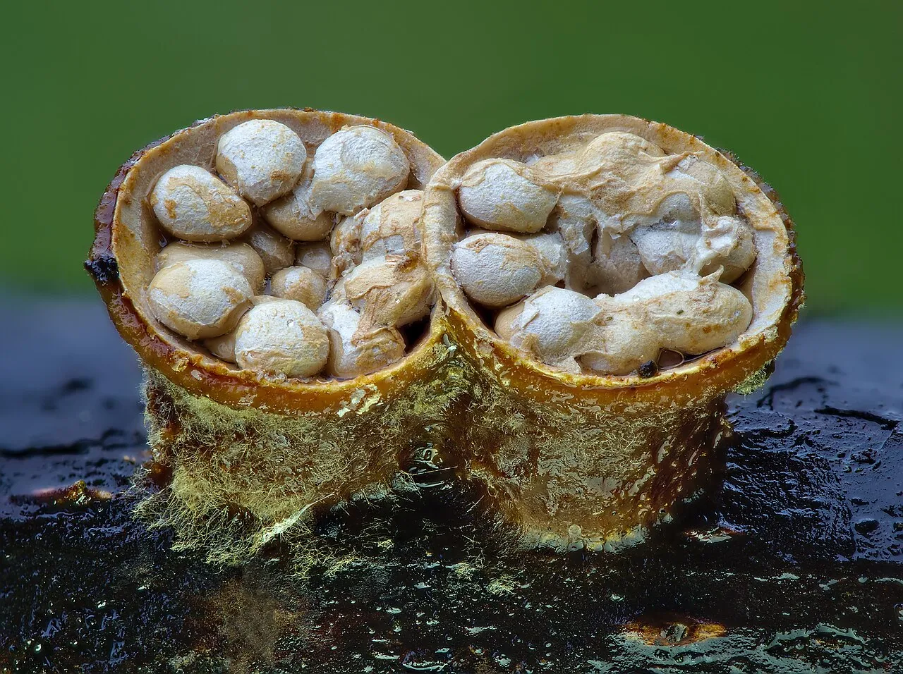Crucibulum