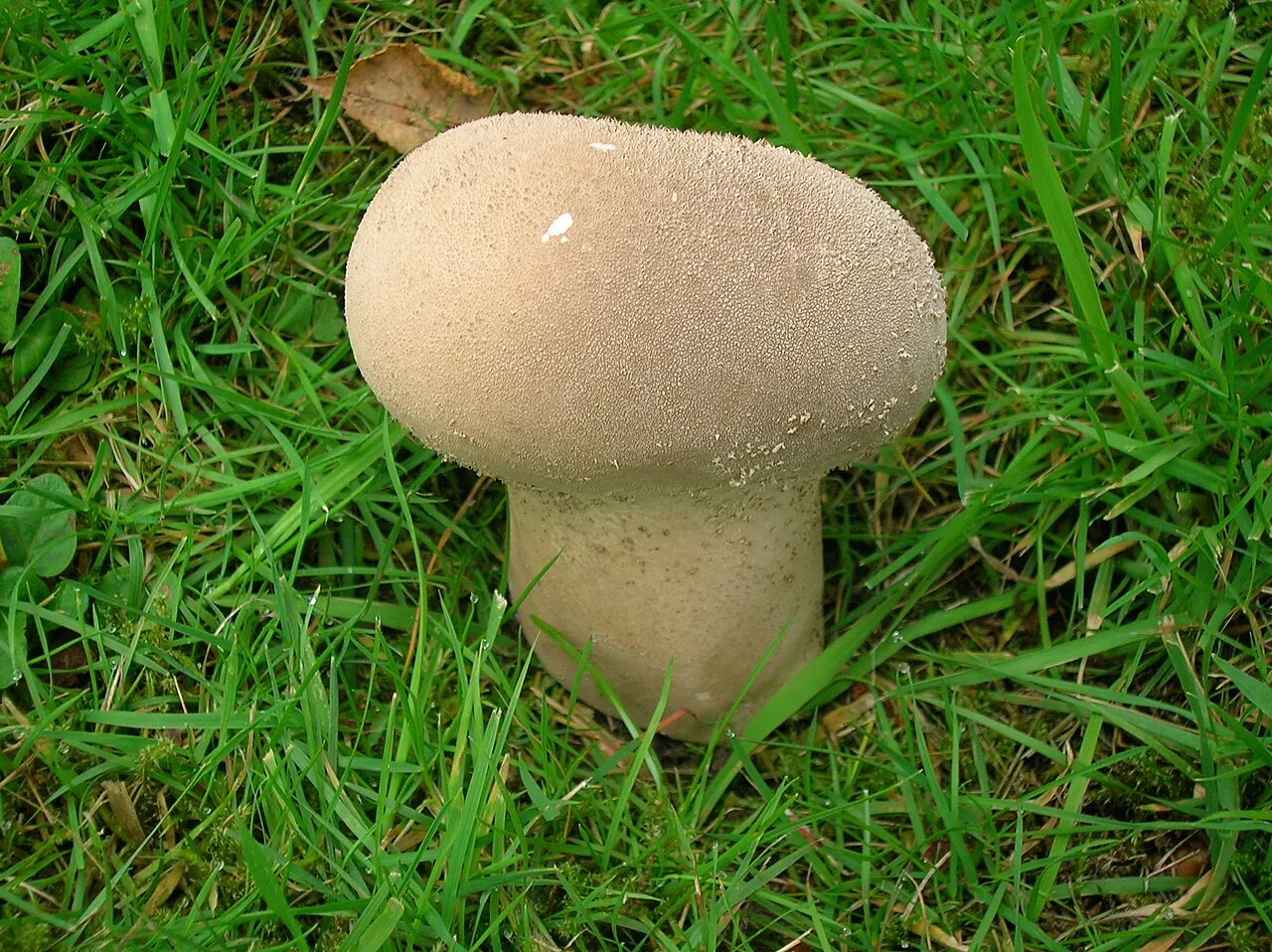 Lycoperdon excipuliforme