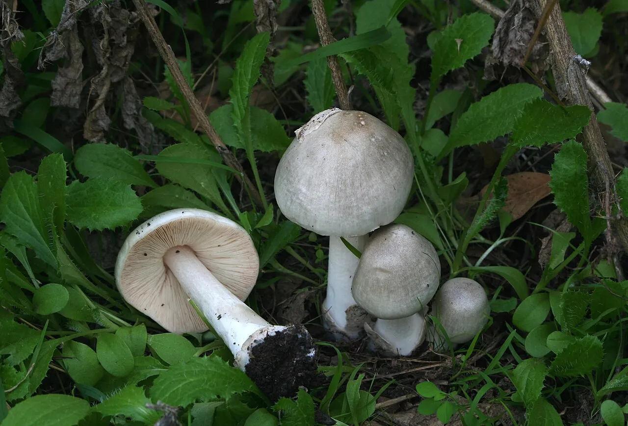 Volvopluteus