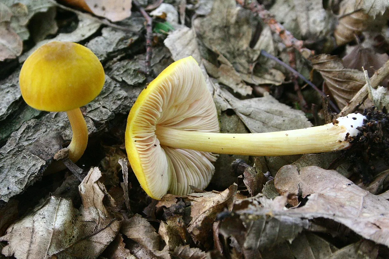 Pluteus leoninus