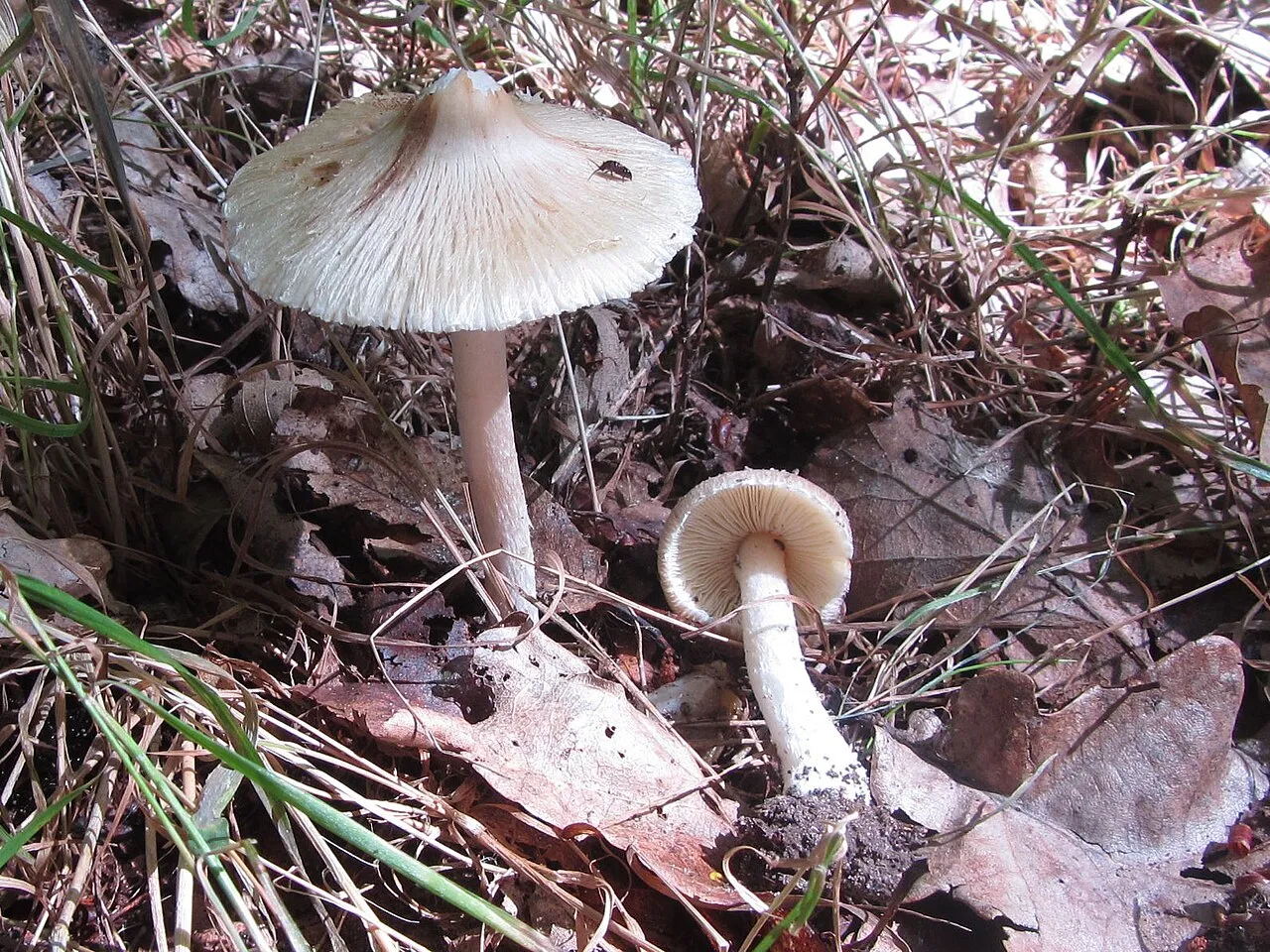 Pseudosperma