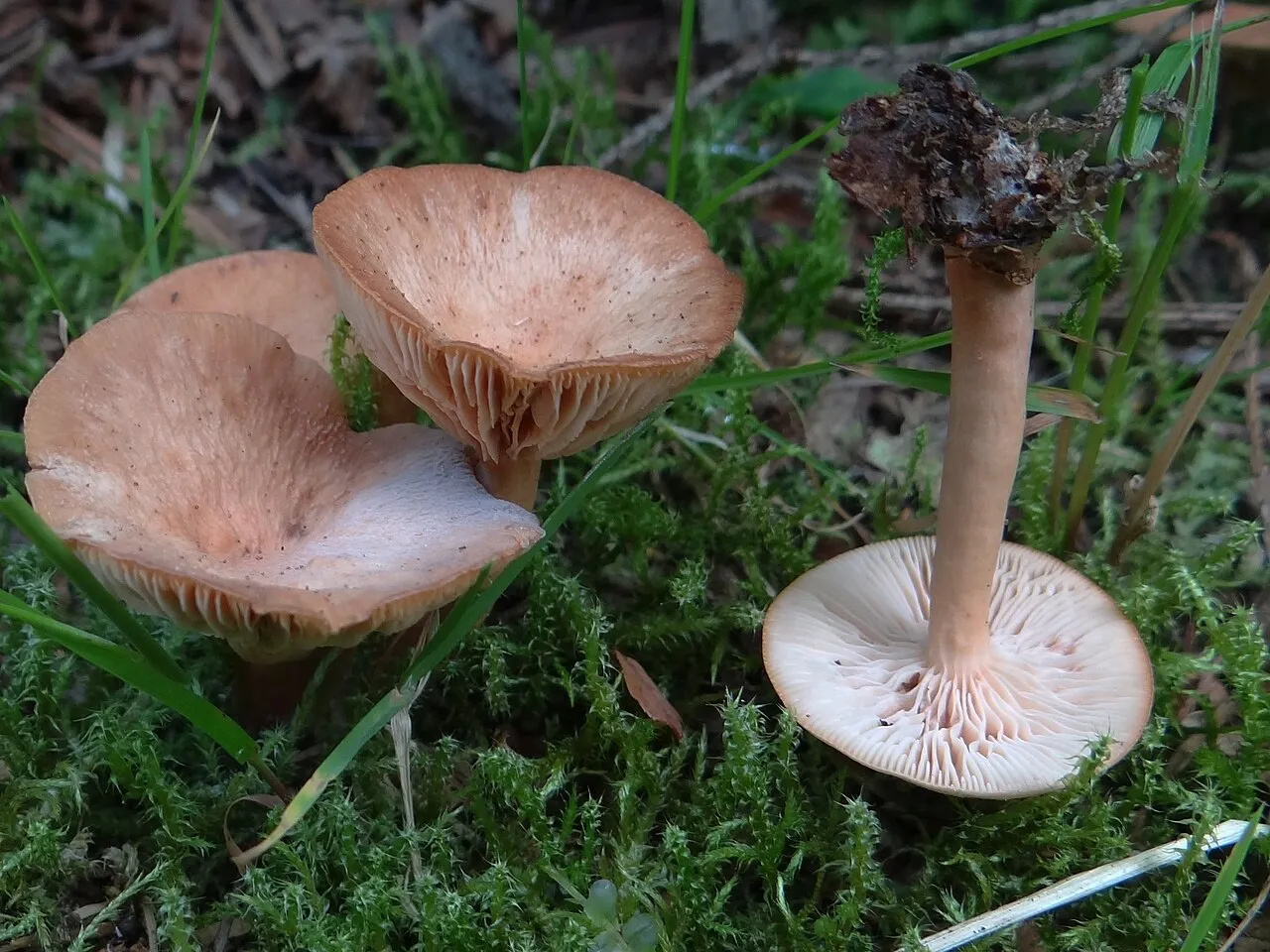Bonomyces