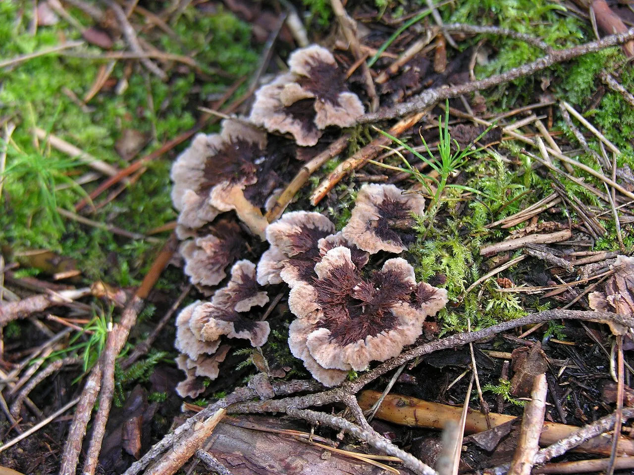 Chropiatka pospolita