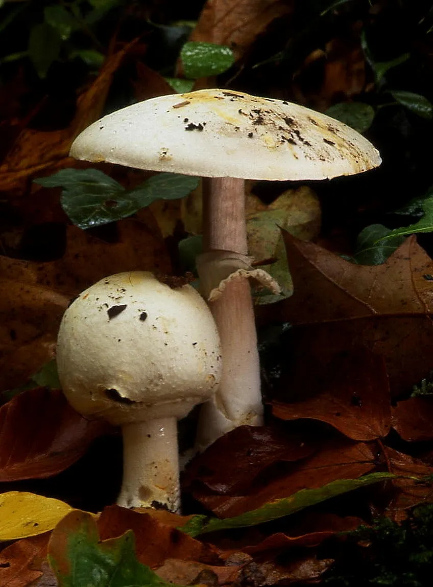 Pieczarka bulwiasta