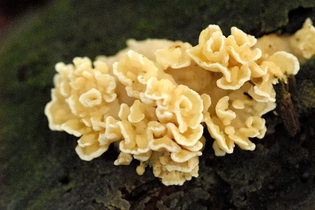 Antrodiella