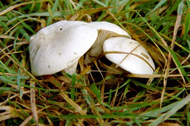 Clitopilus