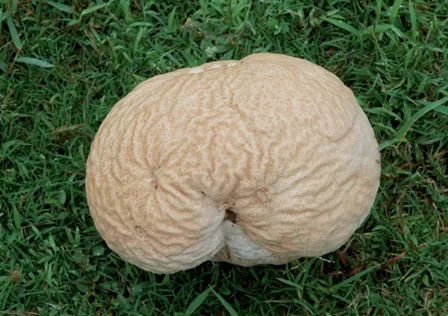 Calvatia craniiformis