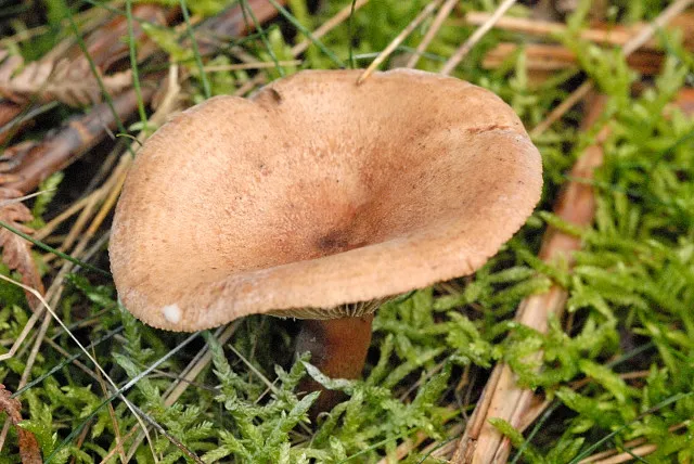mleczaj płowy