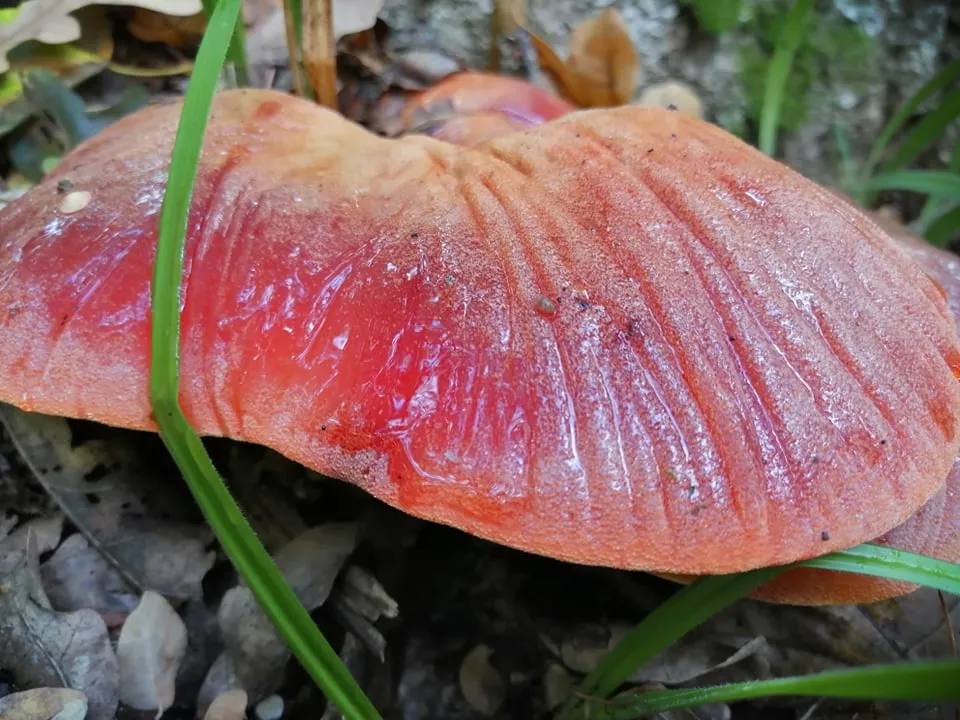 Ozorek dębowy