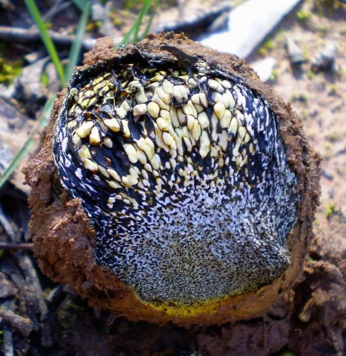 purchatnica piaskowa