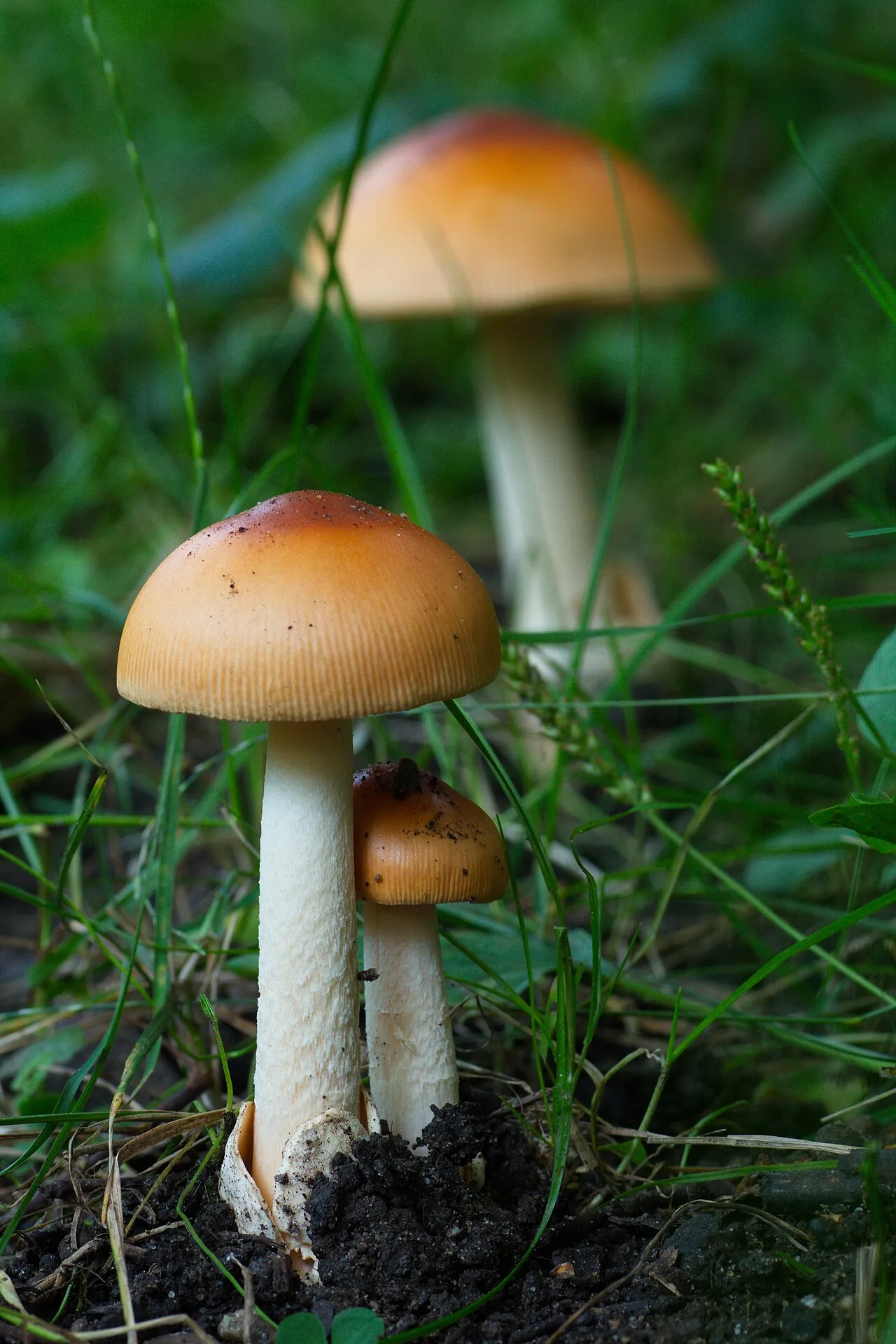 Amanita subnudipes