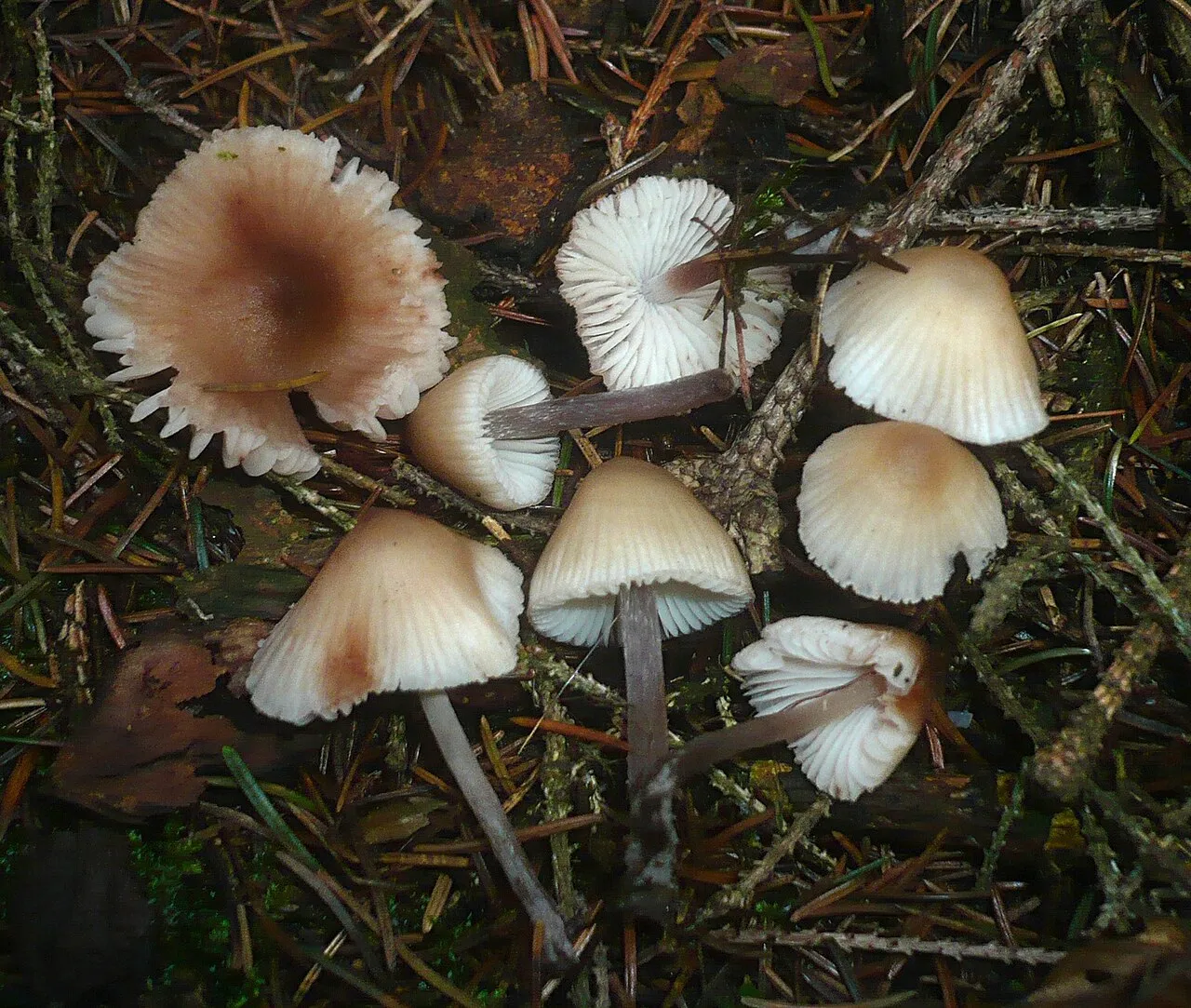 Grzybówka rdzawoplamista