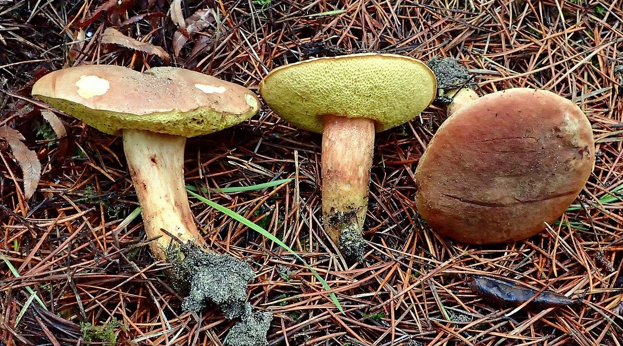 podgrzybek grubosiatkowany
