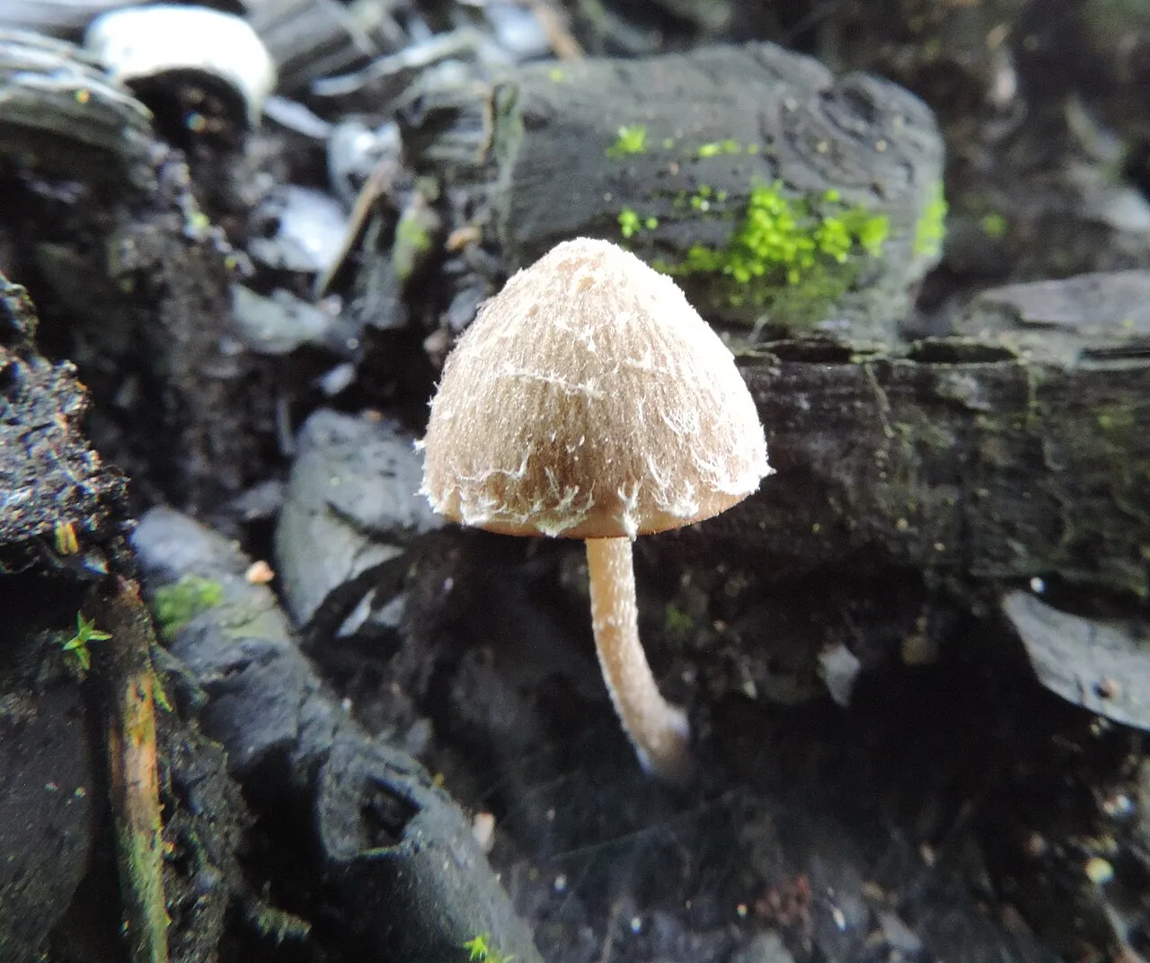 Kruchaweczka wypaleniskowa
