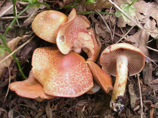 Zasłonak glinkowaty