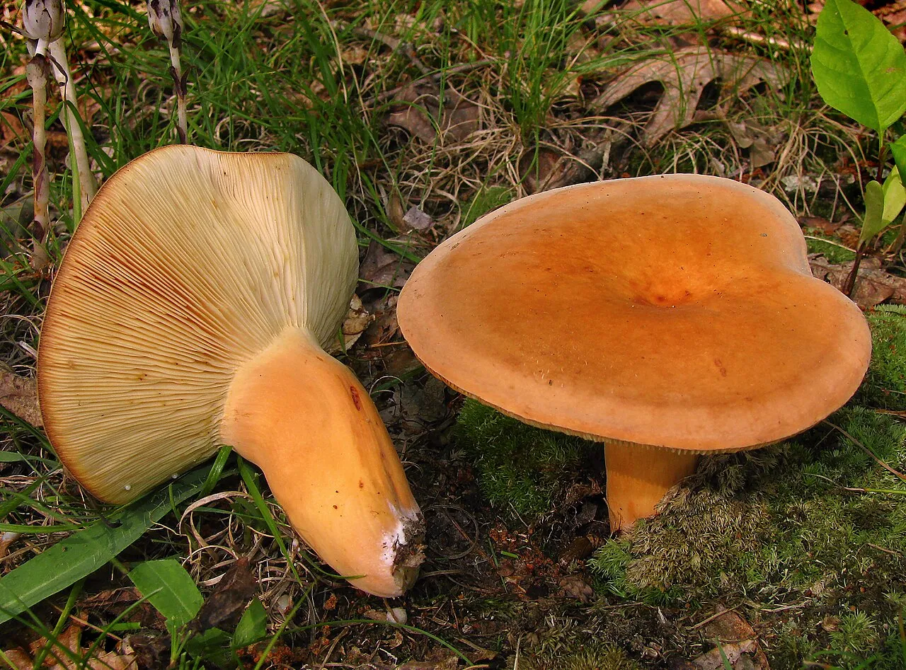 Mleczajowiec smaczny