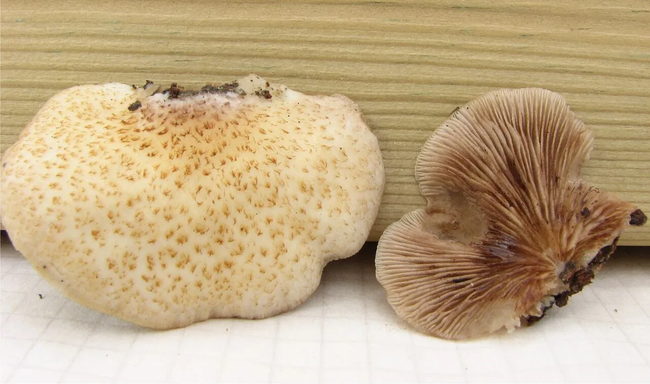 Crepidotus calolepis