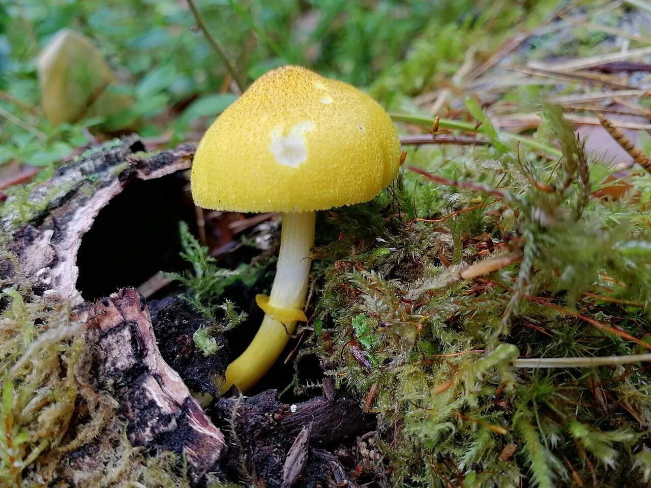 Pluteus fenzlii