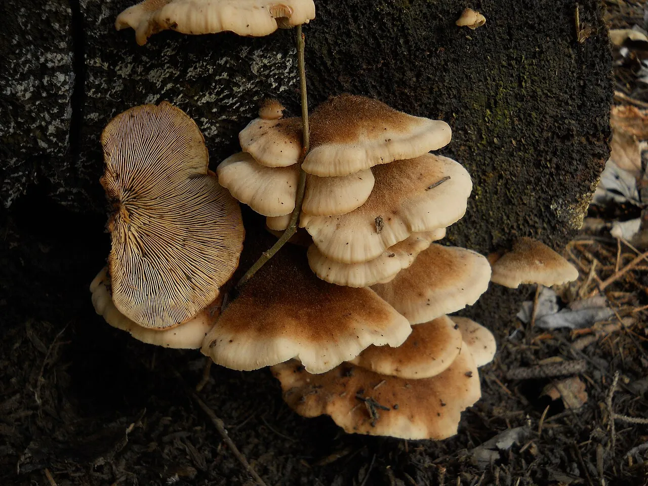 Lentinellus