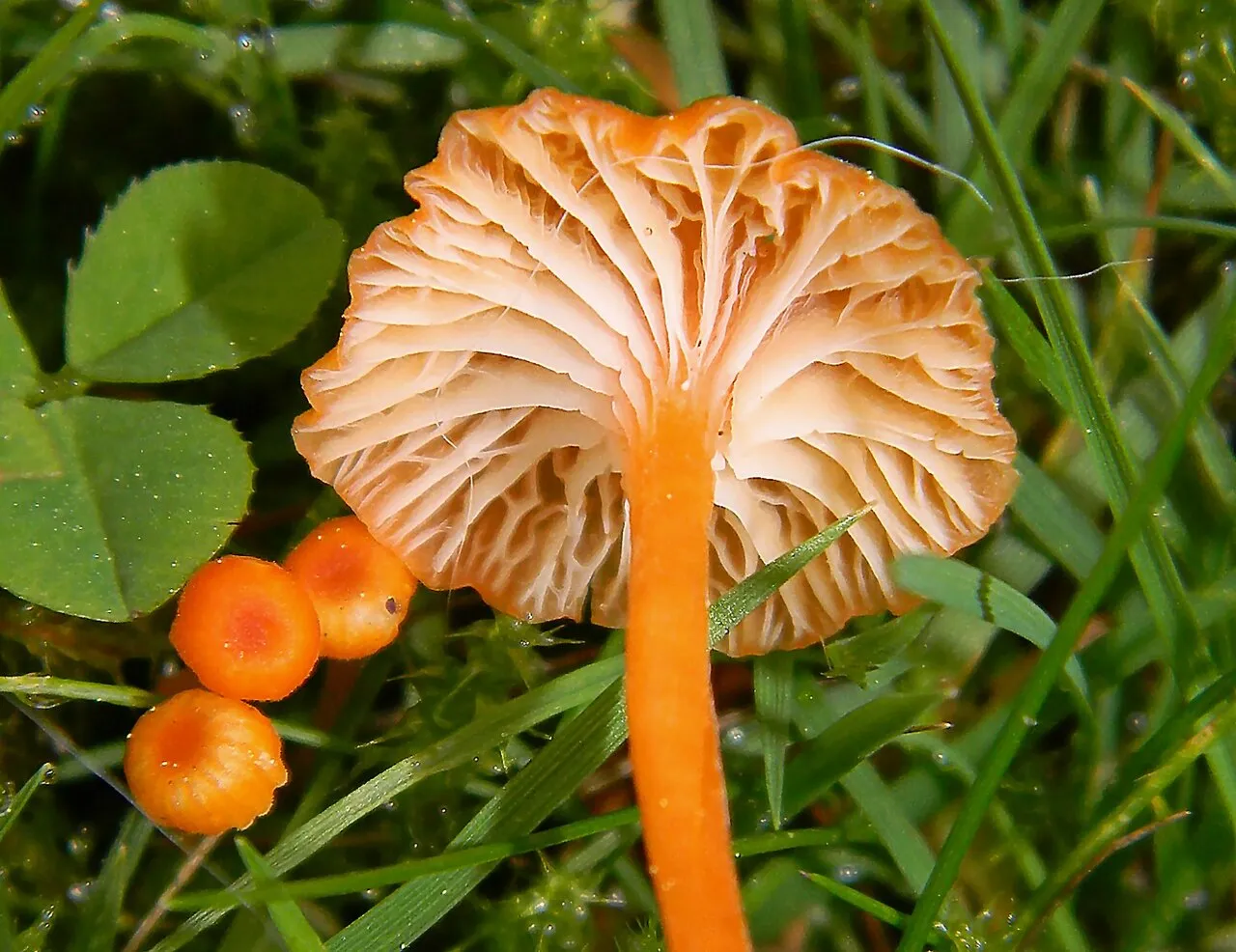 Rickenella