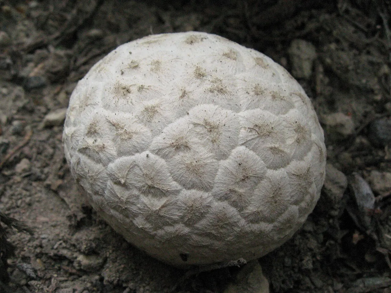 Calbovista subsculpta