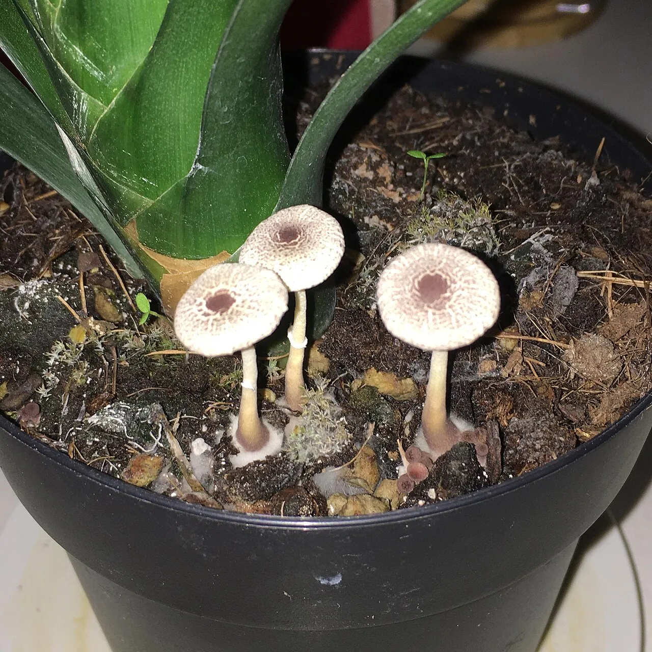 Leucocoprinus ianthinus