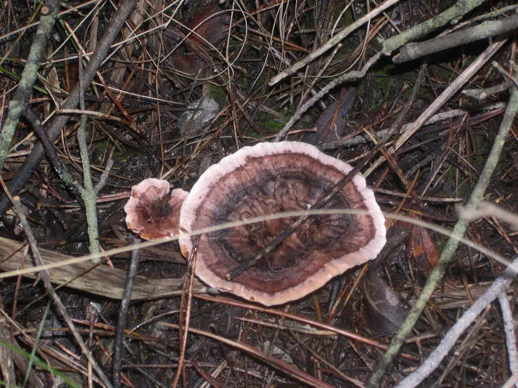 Hydnellum concrescens