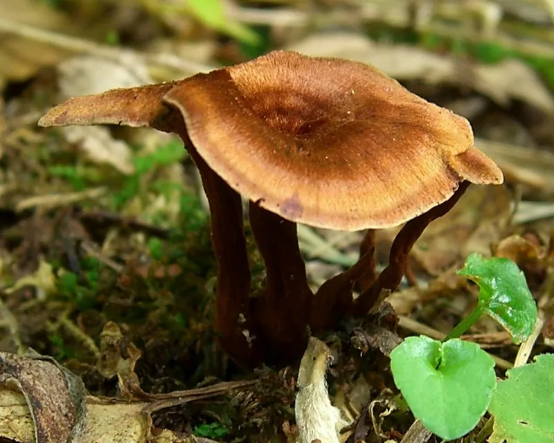 Stułka cynamonowa