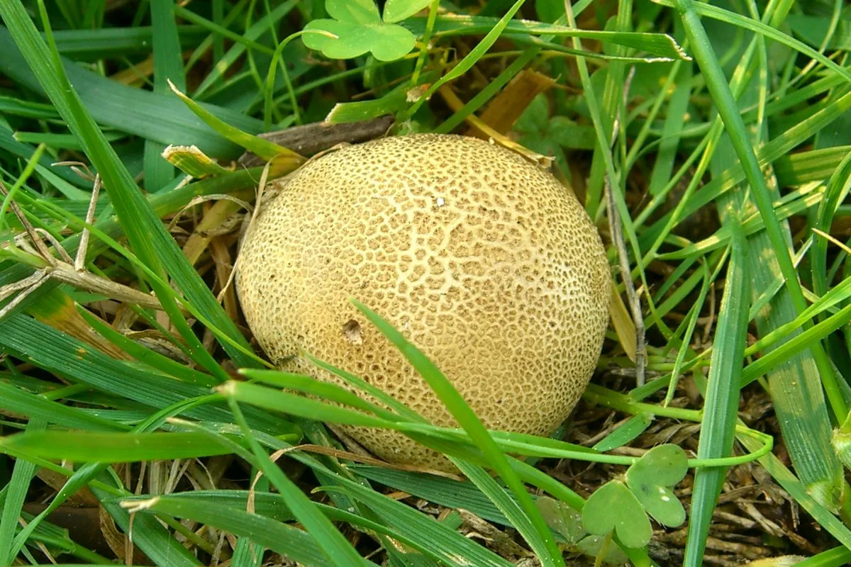Tęgoskór lamparci